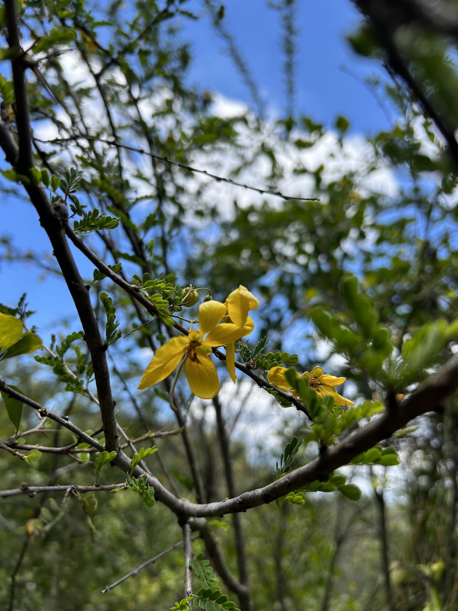 Senna polyphilla